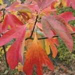 Sassafras albidum