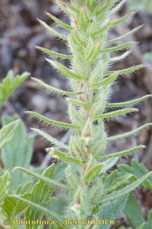 Verbena bracteata bark