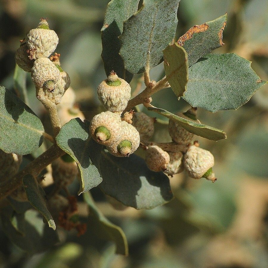 Quercus durata fruit