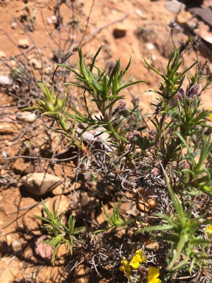 Fumana ericifolia leaf