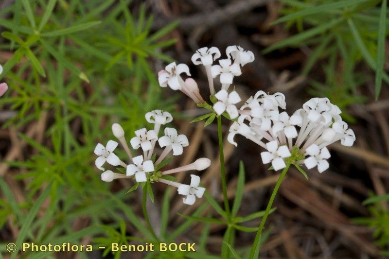 Asperula hexaphylla habit
