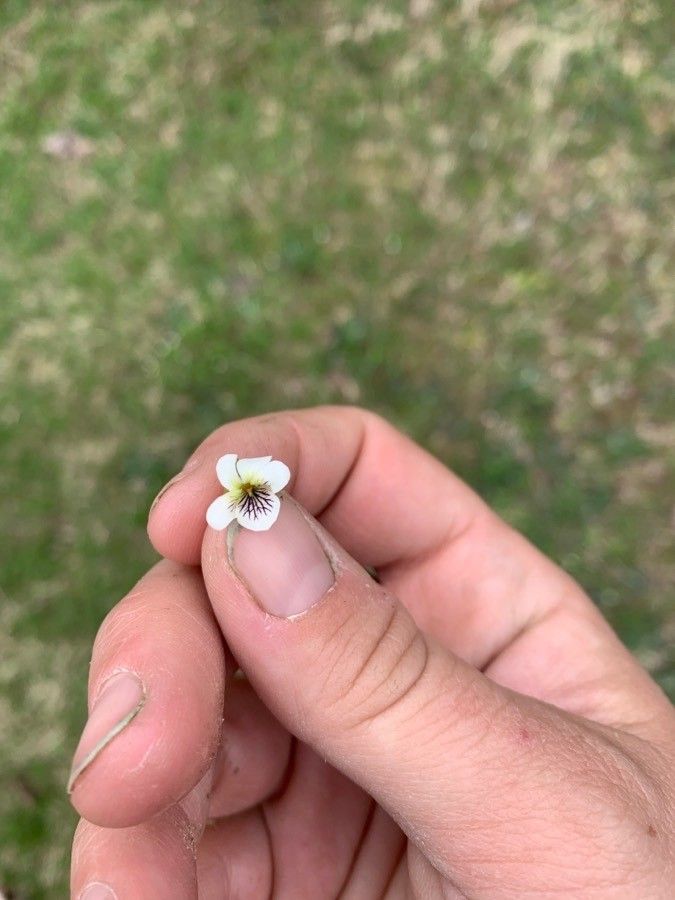 Viola macloskeyi flower