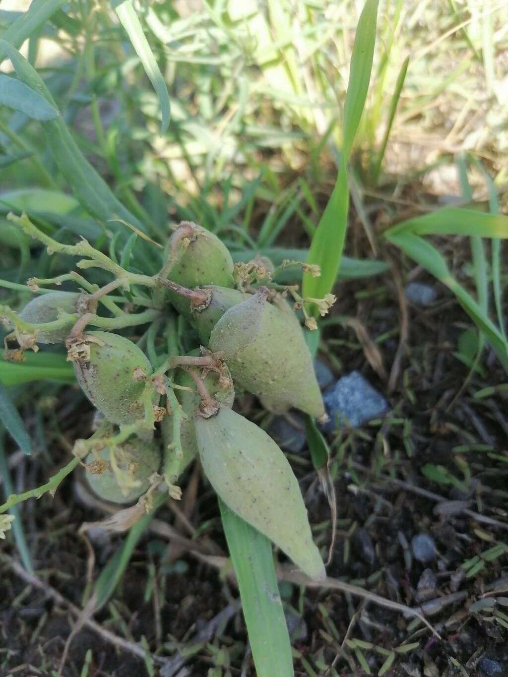 Vincetoxicum sibiricum other