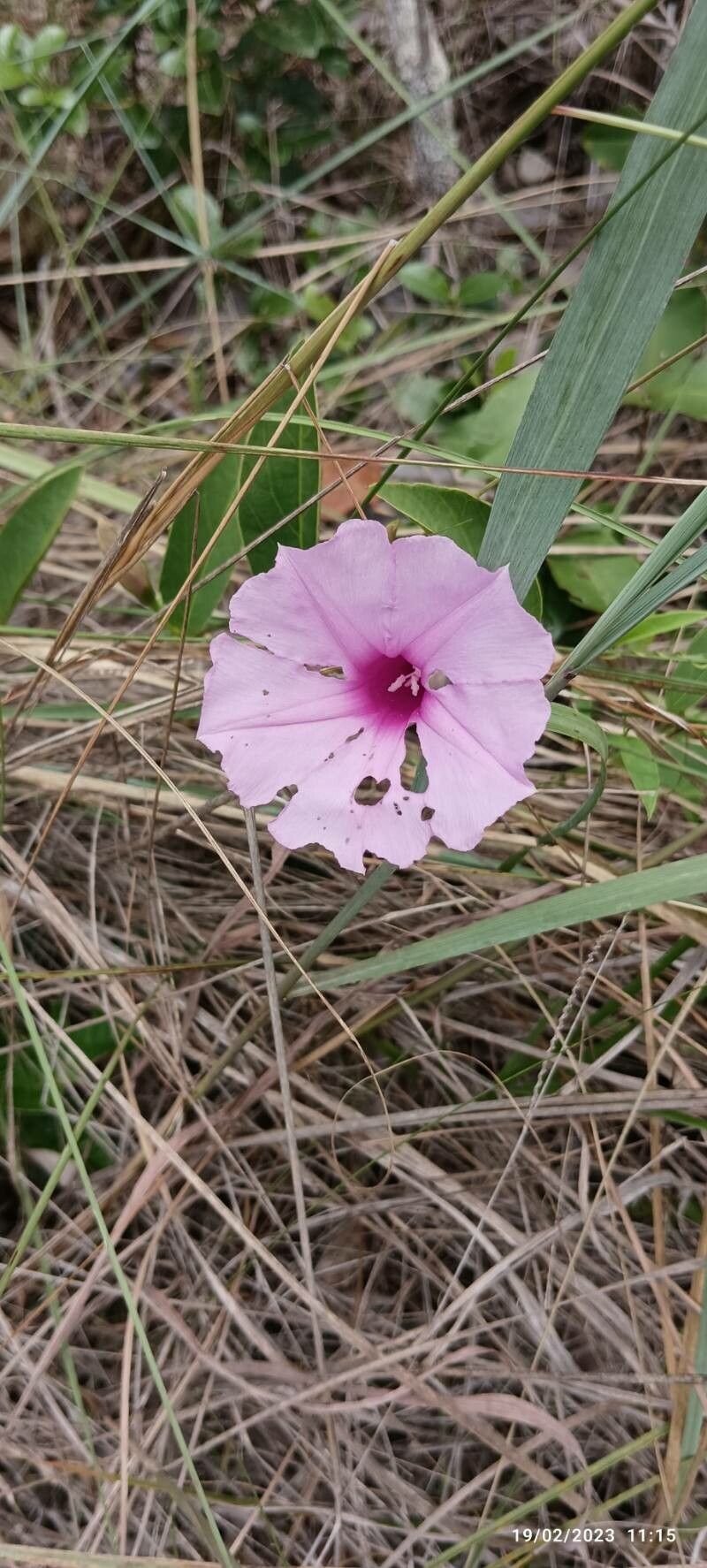 Ipomoea procumbens flower