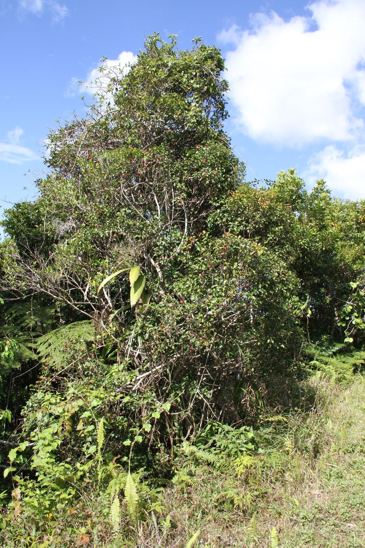 Syzygium vieillardii habit