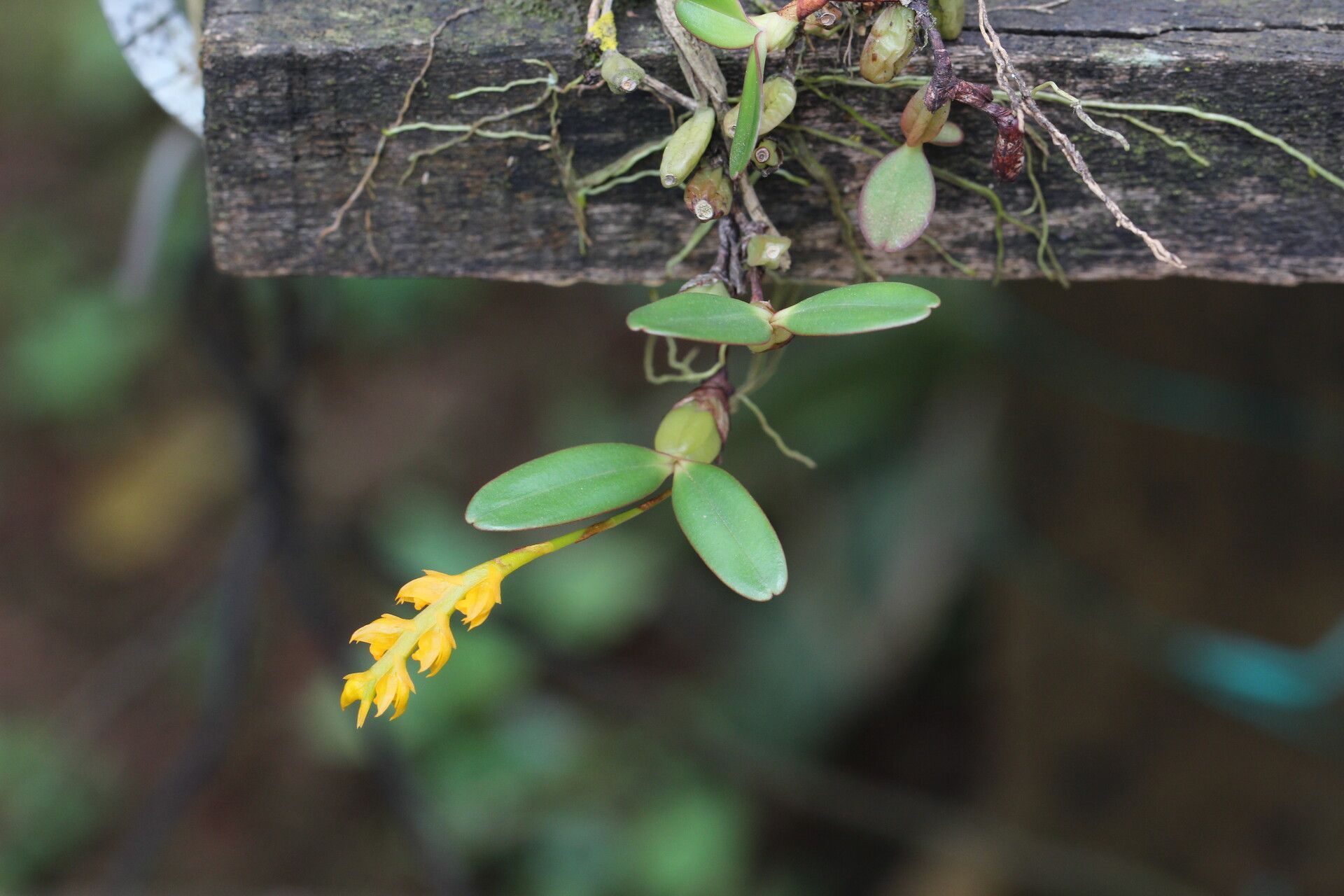 Bulbophyllum fuscum habit