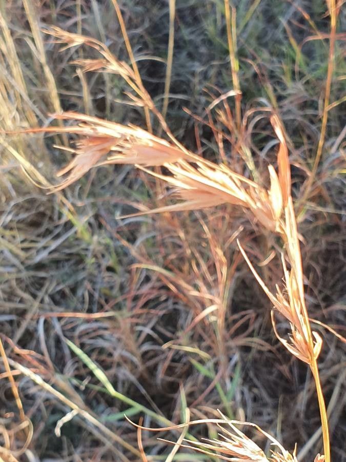 Themeda triandra fruit