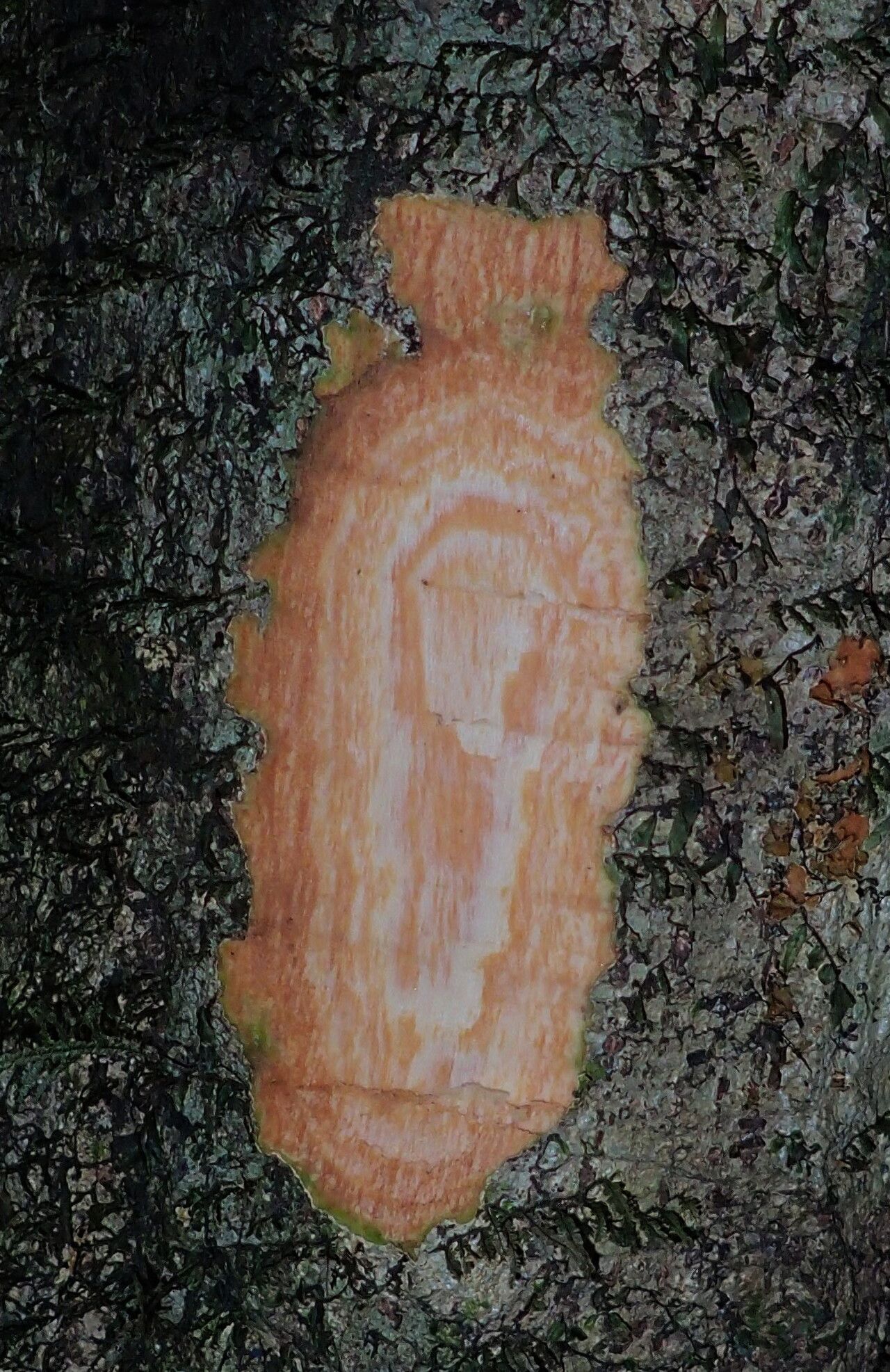 Casearia barteri bark