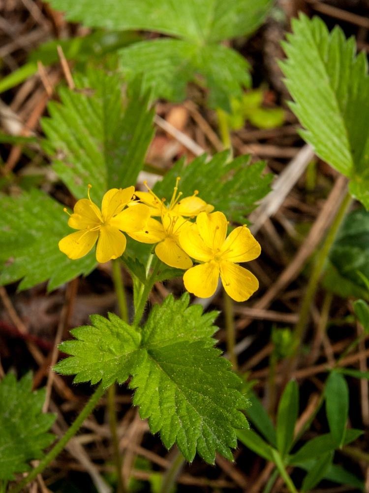 Aremonia agrimonoides leaf