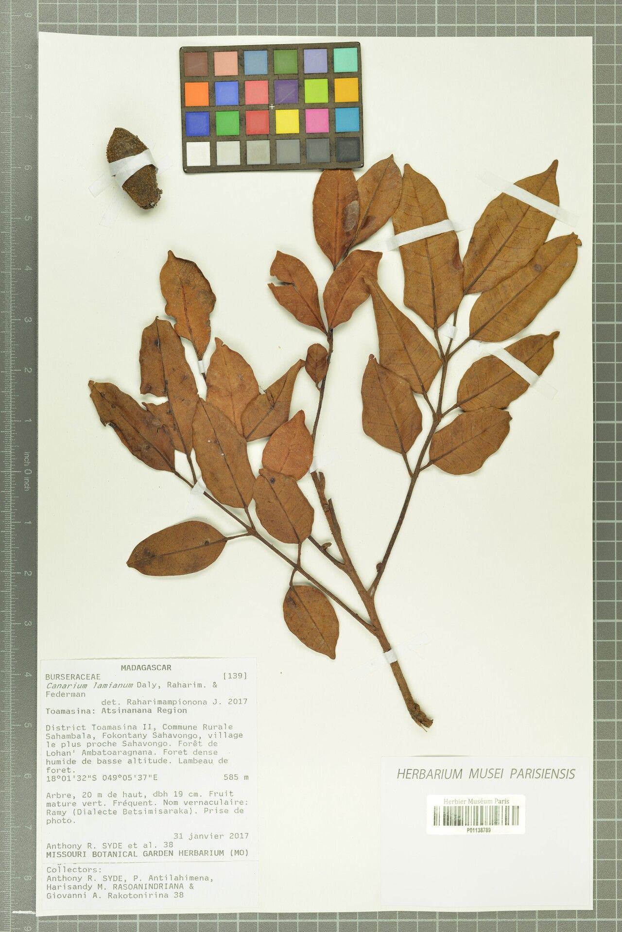 Canarium lamianum — search result for 'Canarium'