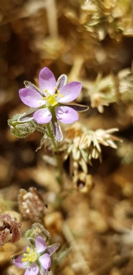Spergularia salina flower