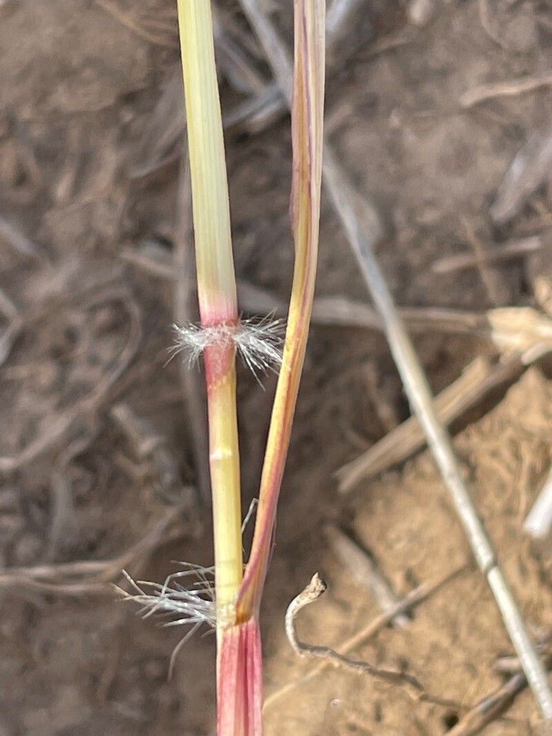 Bothriochloa insculpta bark