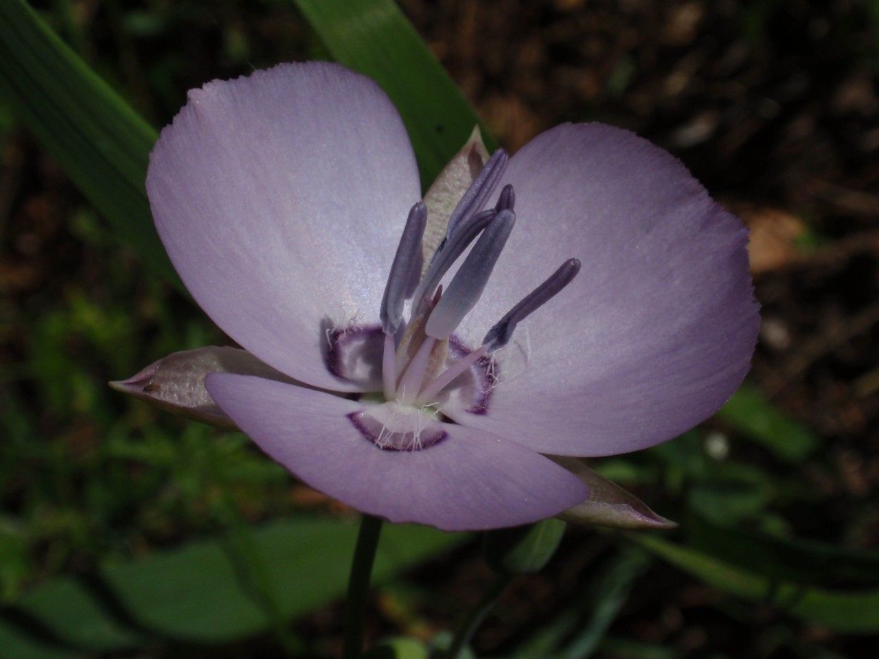 Calochortus nudus — houseplant care guide