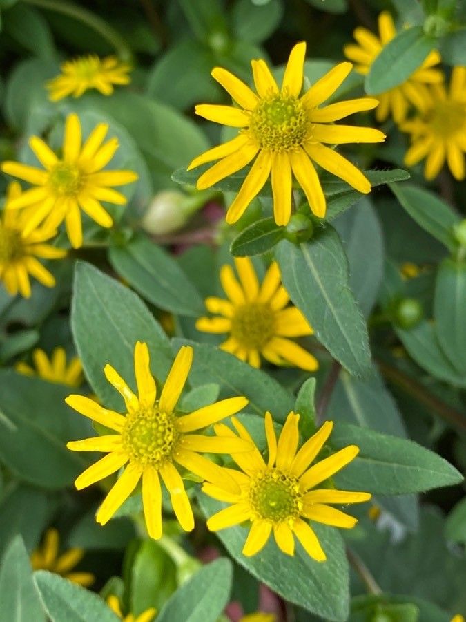 Sanvitalia procumbens flower