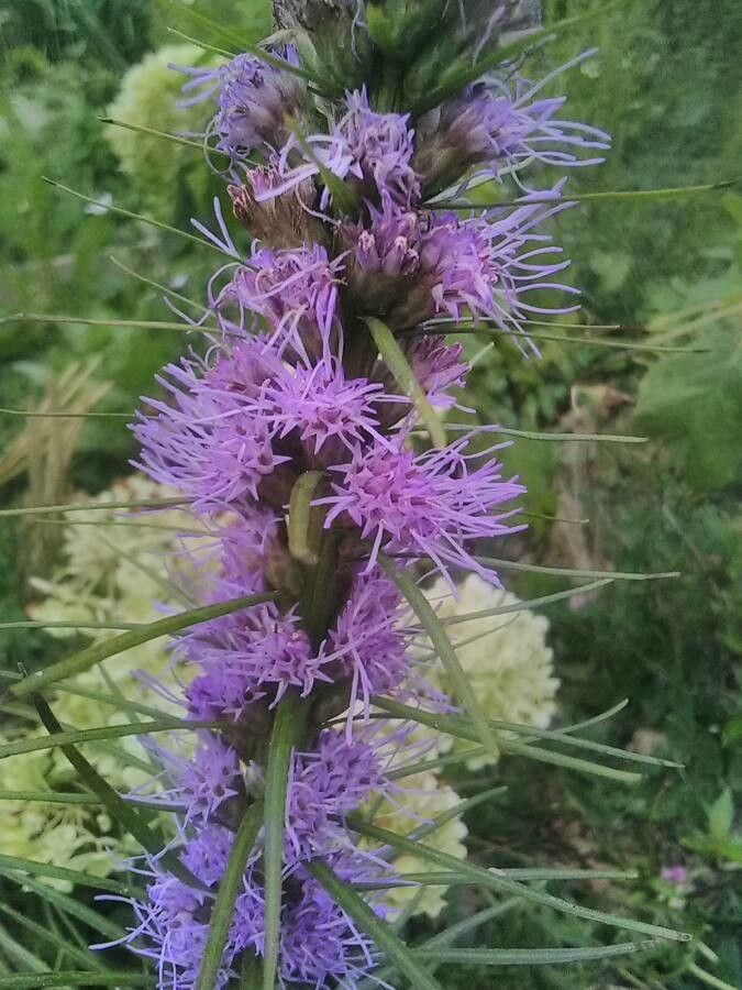 Liatris aspera flower