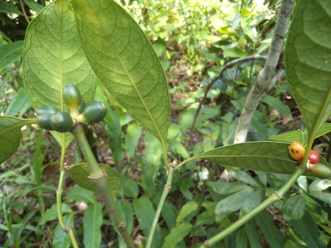 Psychotria cephaloides — houseplant care guide