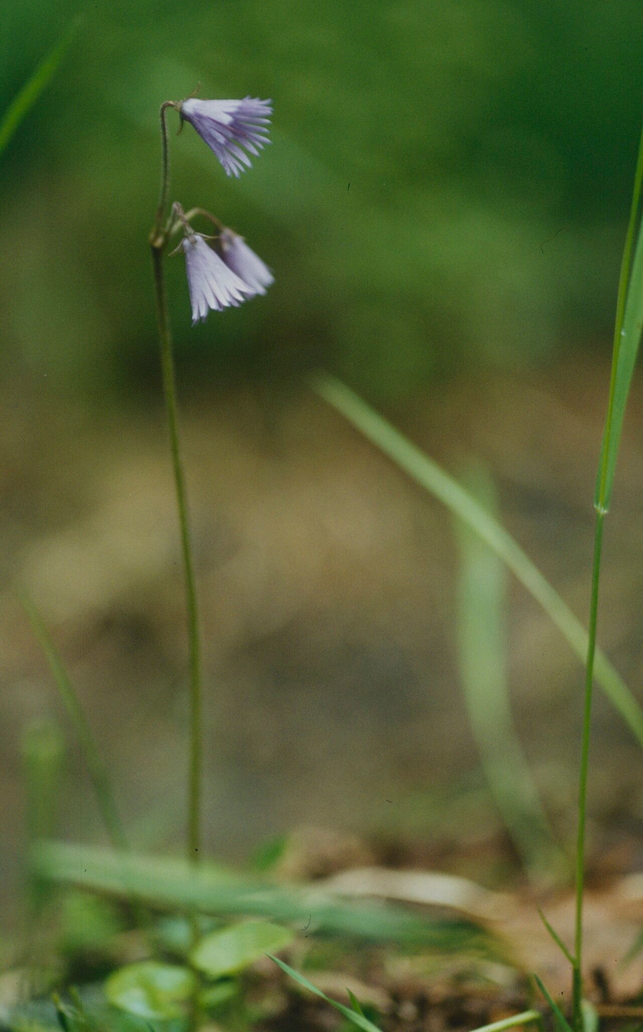 Soldanella montana flower