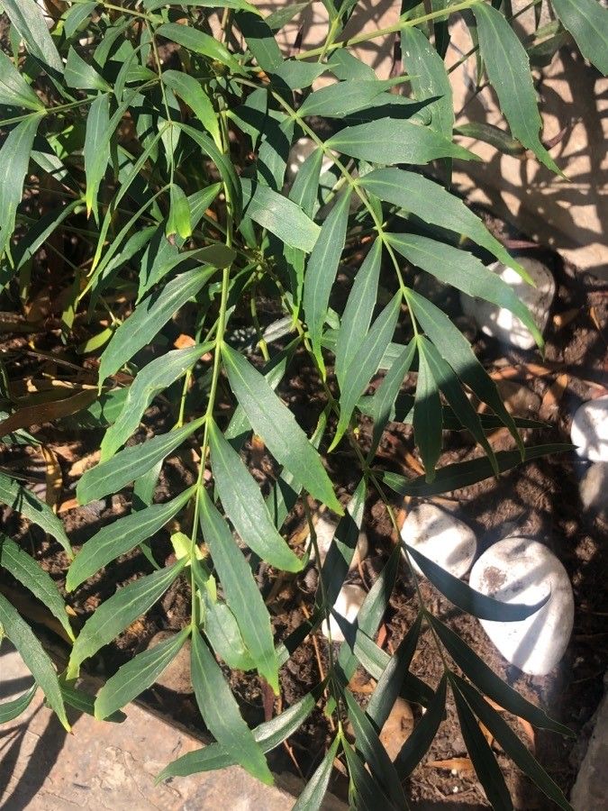 Mahonia eurybracteata leaf