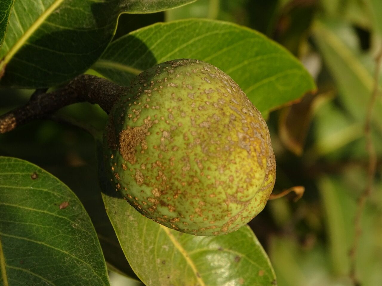 Saba senegalensis fruit