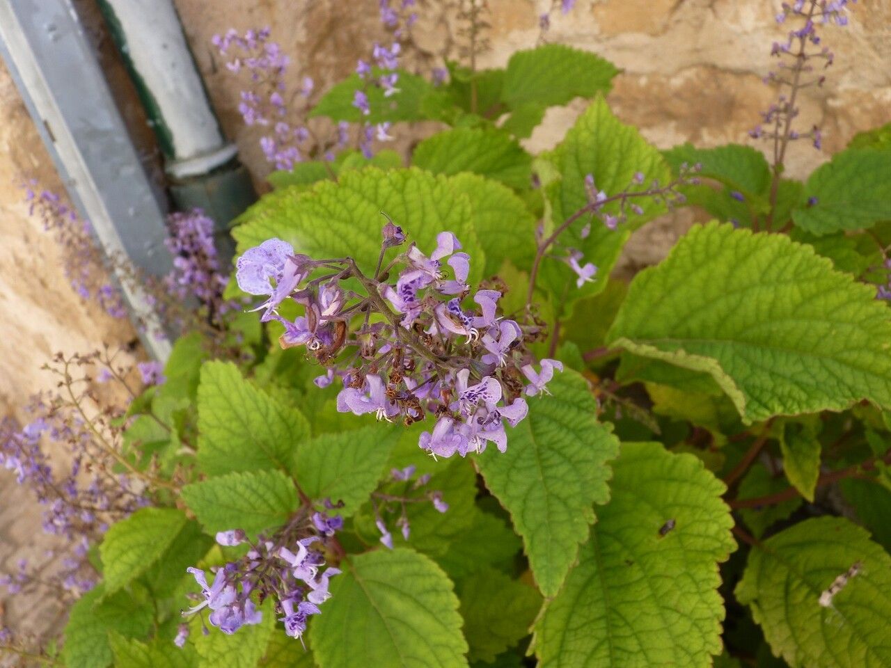 Plectranthus fruticosus flower