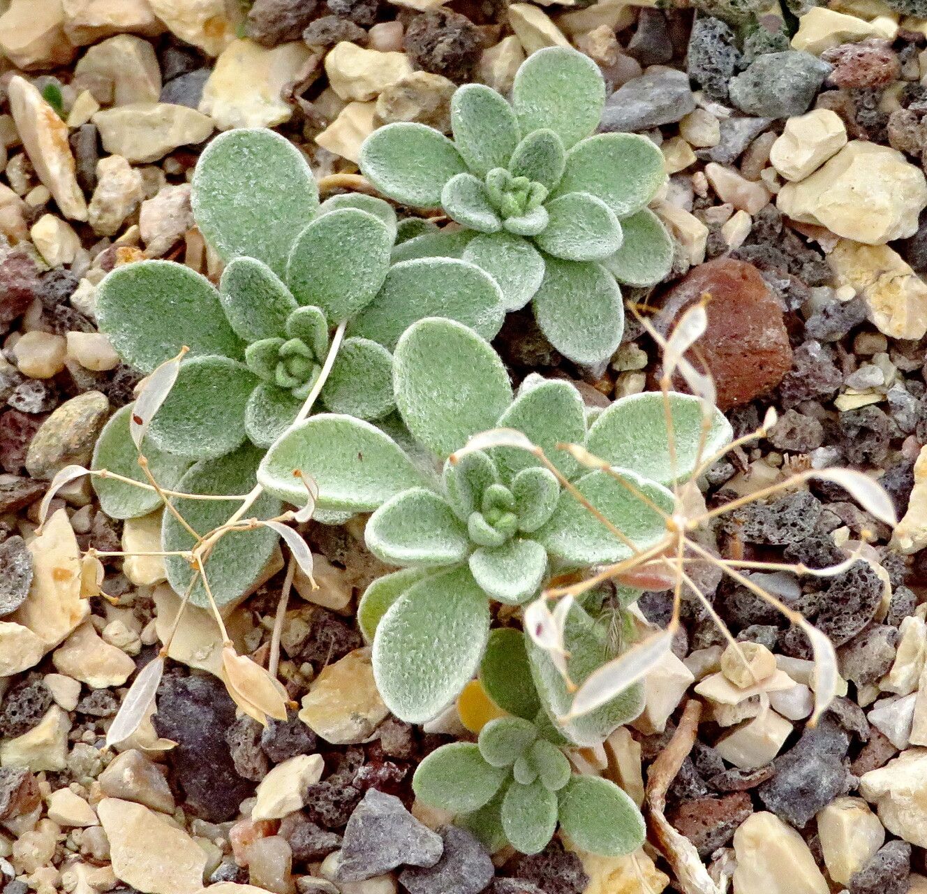 Draba mingrelica habit