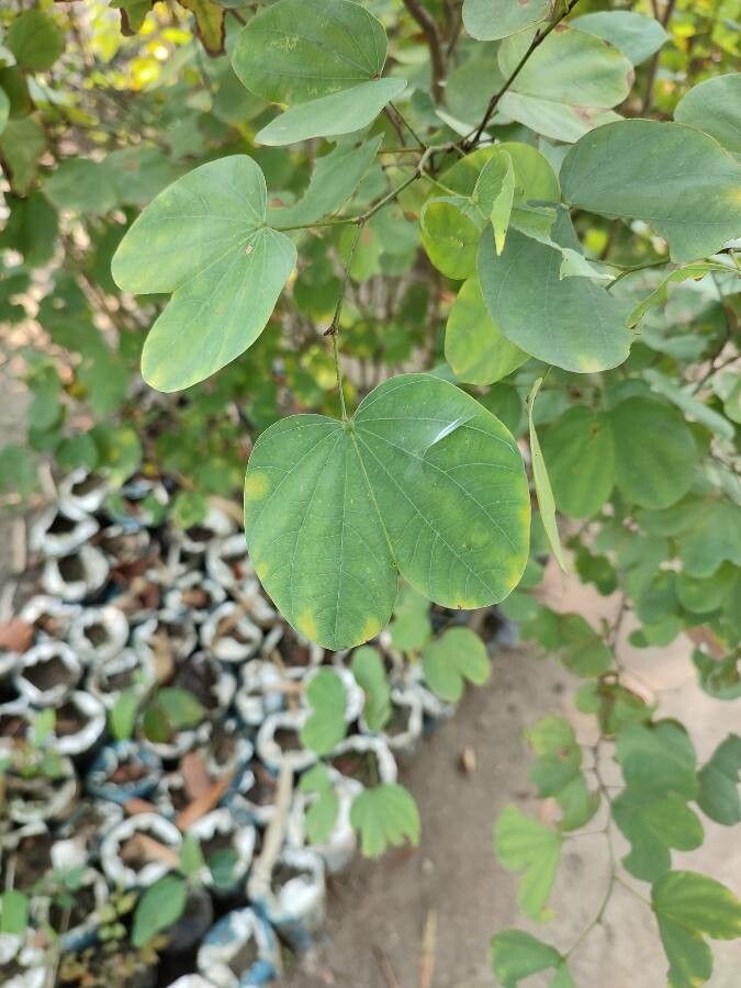 Phanera yunnanensis leaf