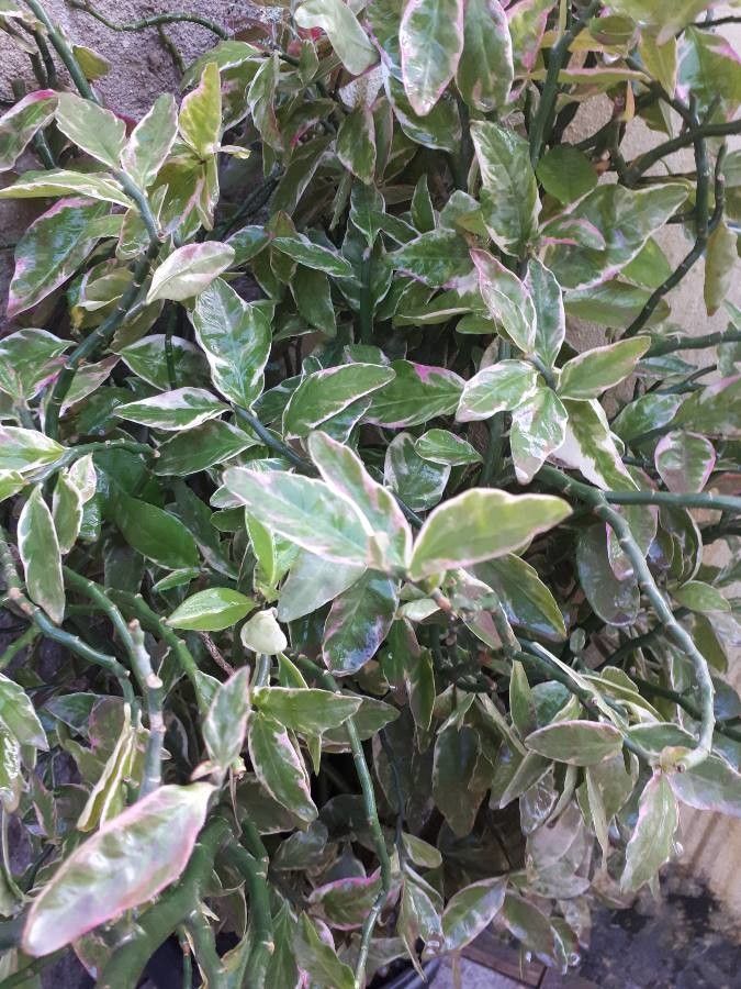 Pedilanthus tithymaloides leaf