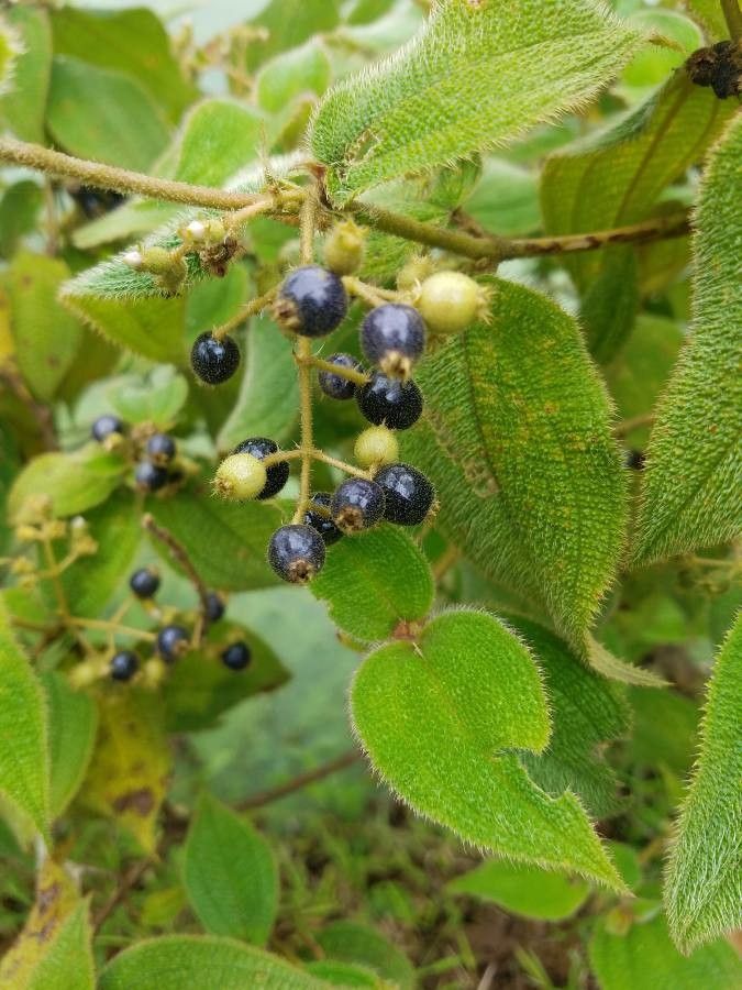 Clidemia capitellata fruit