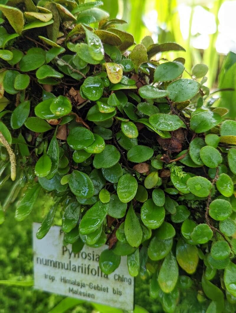 Pyrrosia nummulariifolia — houseplant care guide