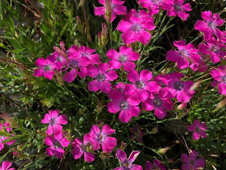 Dianthus pavonius flower