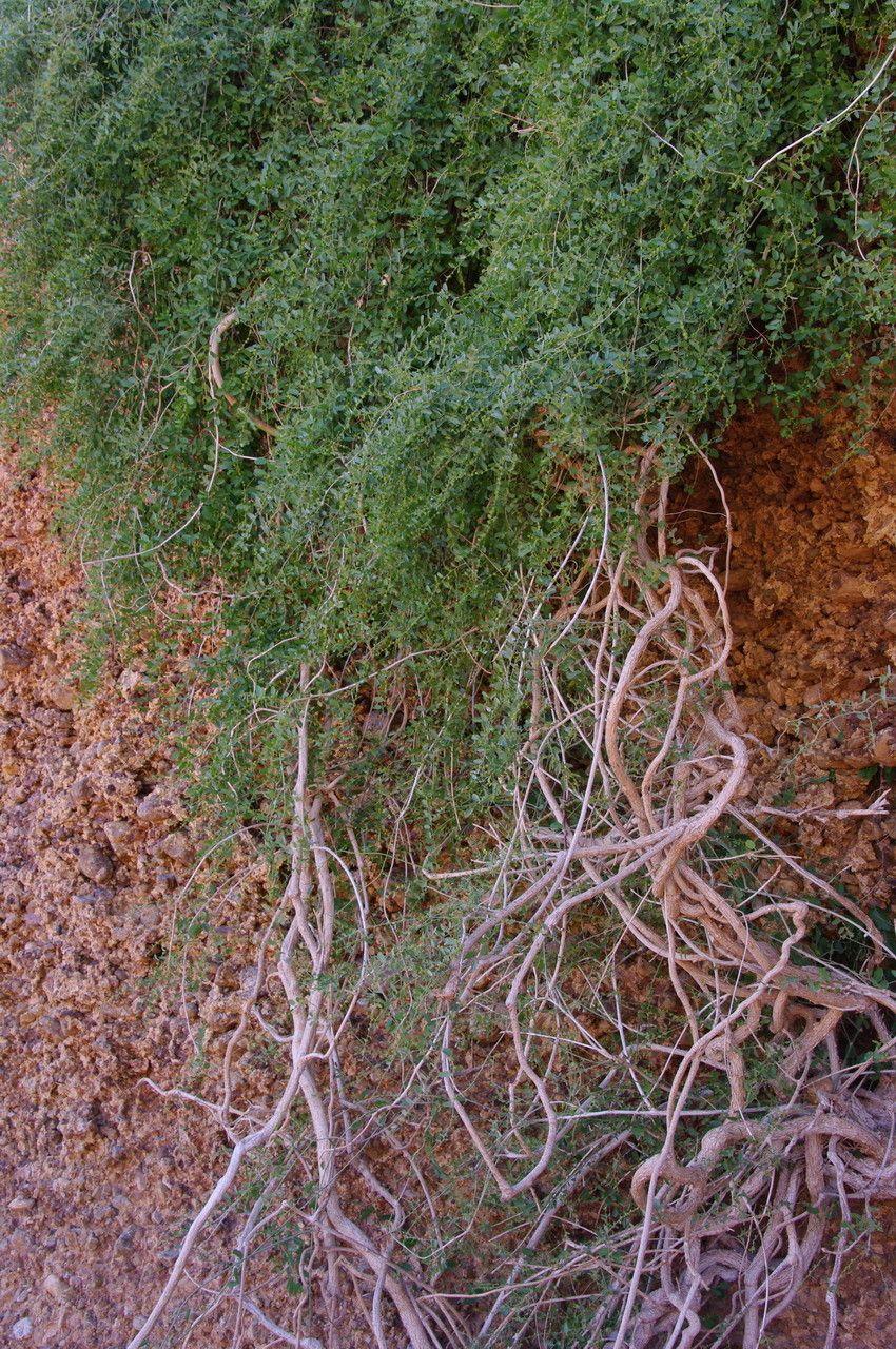 Cocculus pendulus habit