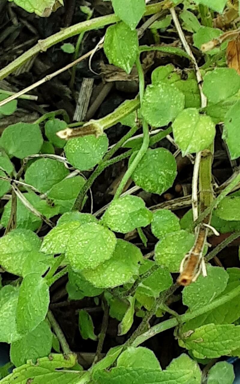 Scutellaria cordifolia leaf