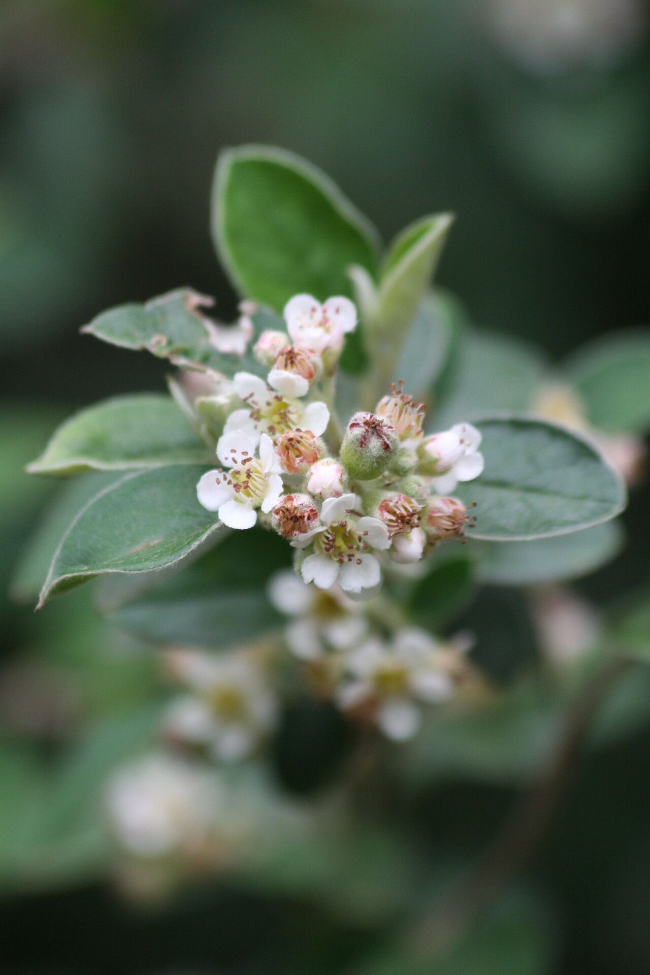 Cotoneaster poluninii — houseplant care guide