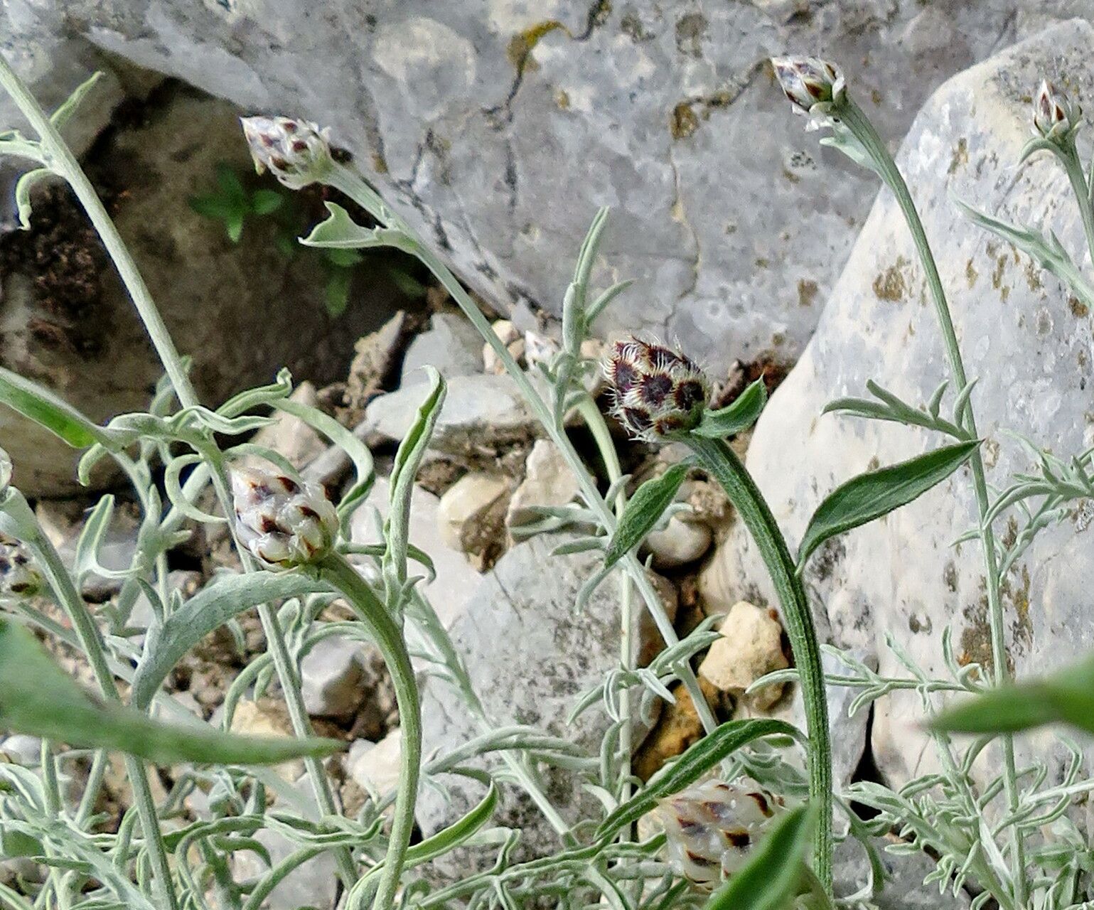 Centaurea tenoreana — houseplant care guide