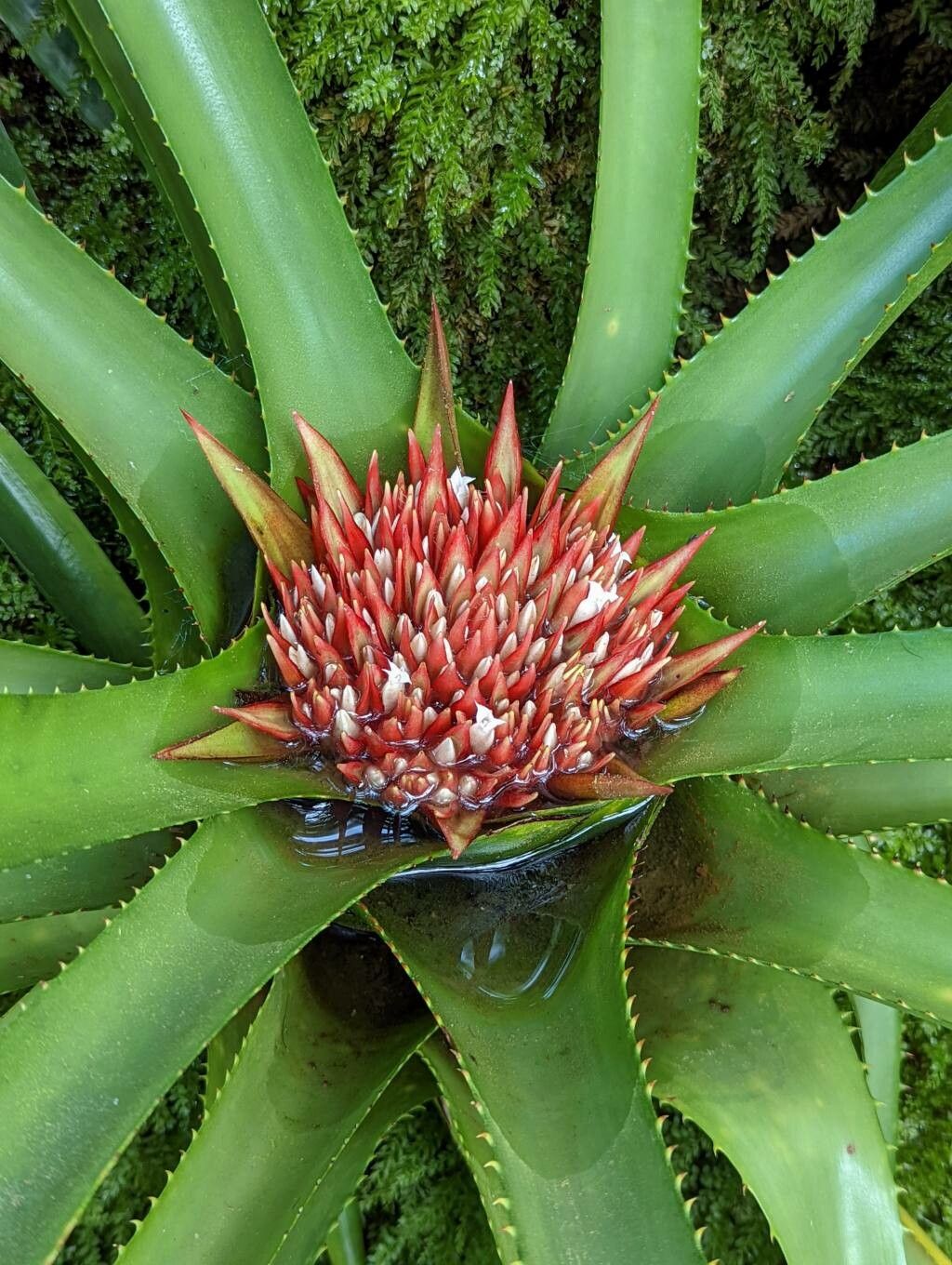 Nidularium amazonicum flower