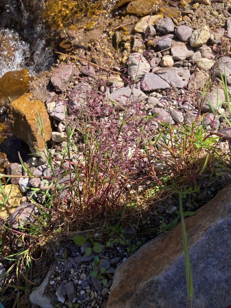 Catabrosa aquatica flower