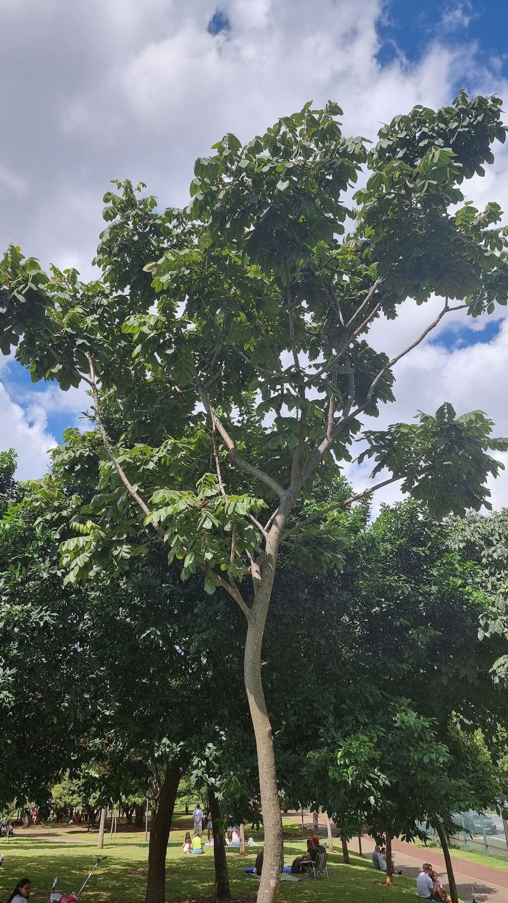 Centrolobium sclerophyllum habit