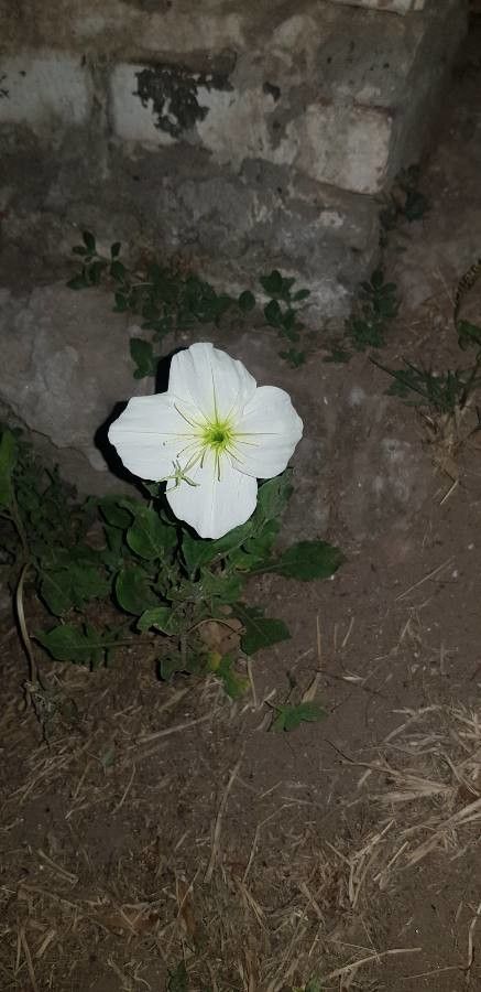 Oenothera tetraptera — search result for 'Oenothera'