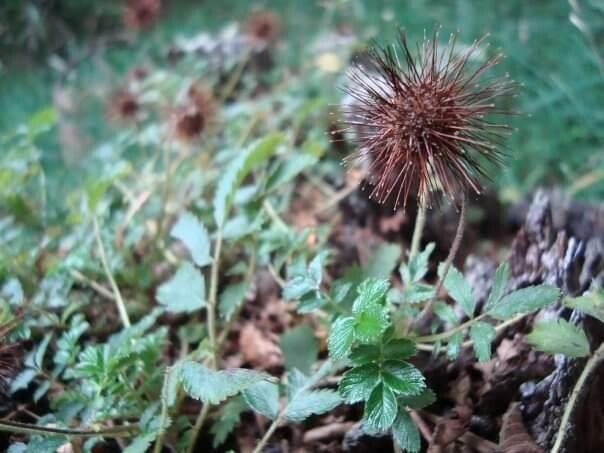 Acaena ovalifolia fruit