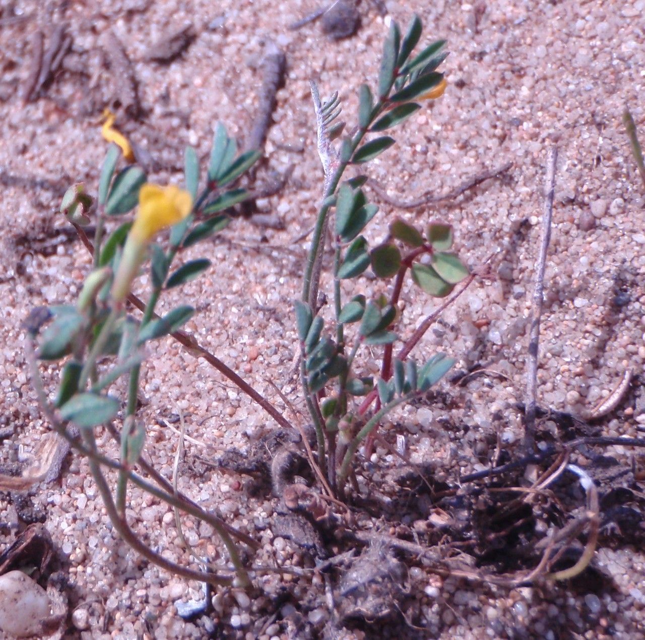 Linaria flava habit
