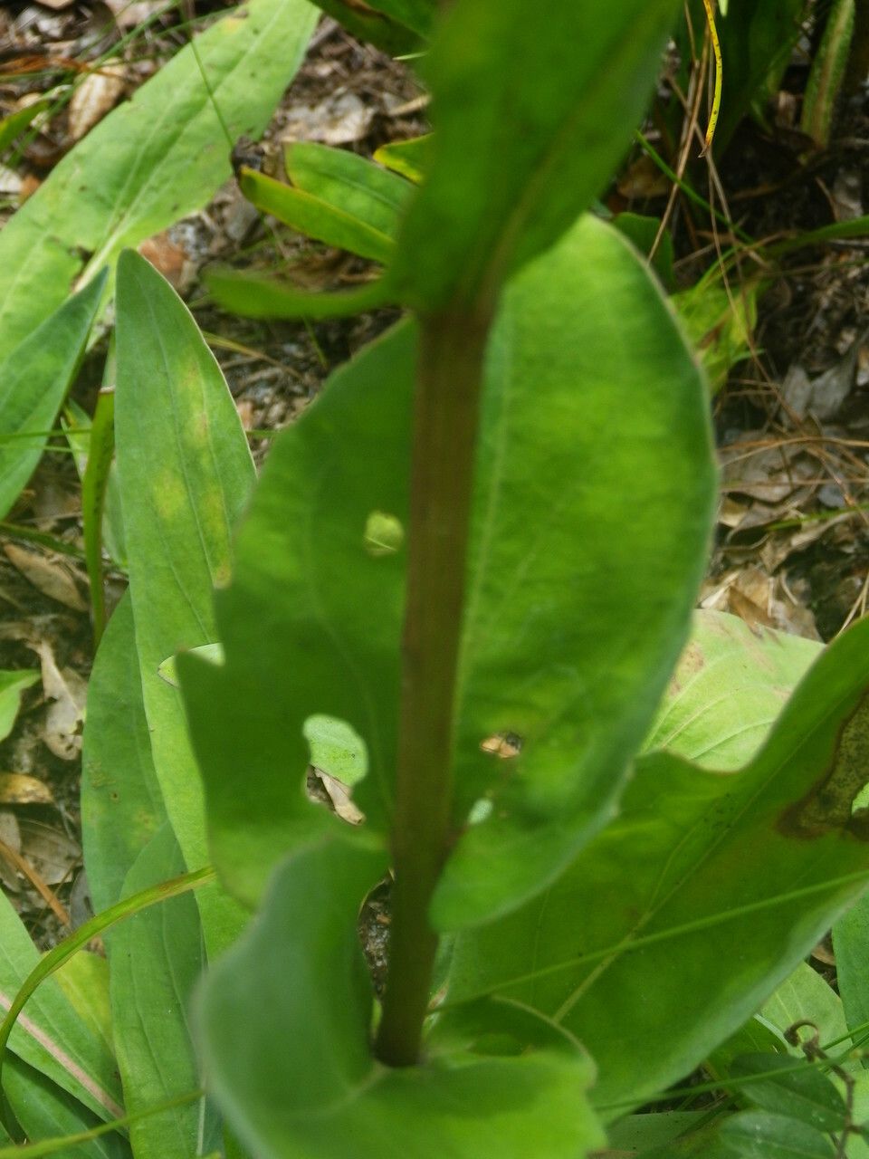 Carphephorus odoratissimus — houseplant care guide