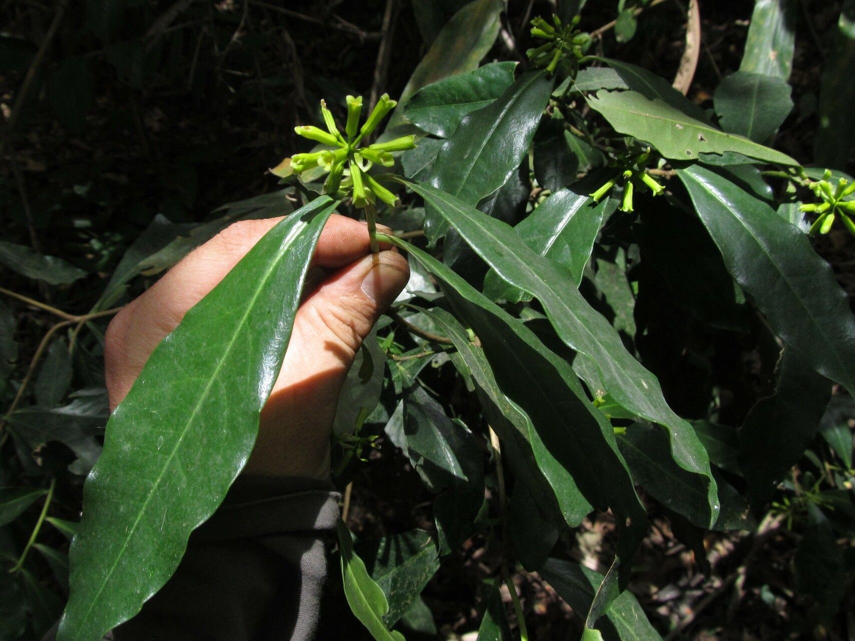Peddiea africana habit