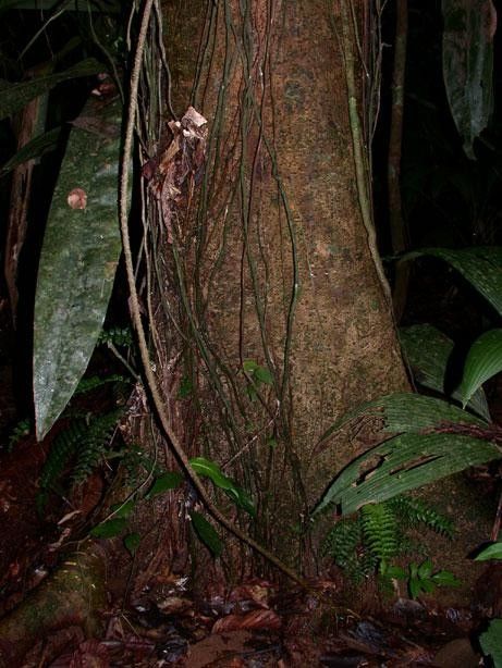 Ormosia velutina leaf
