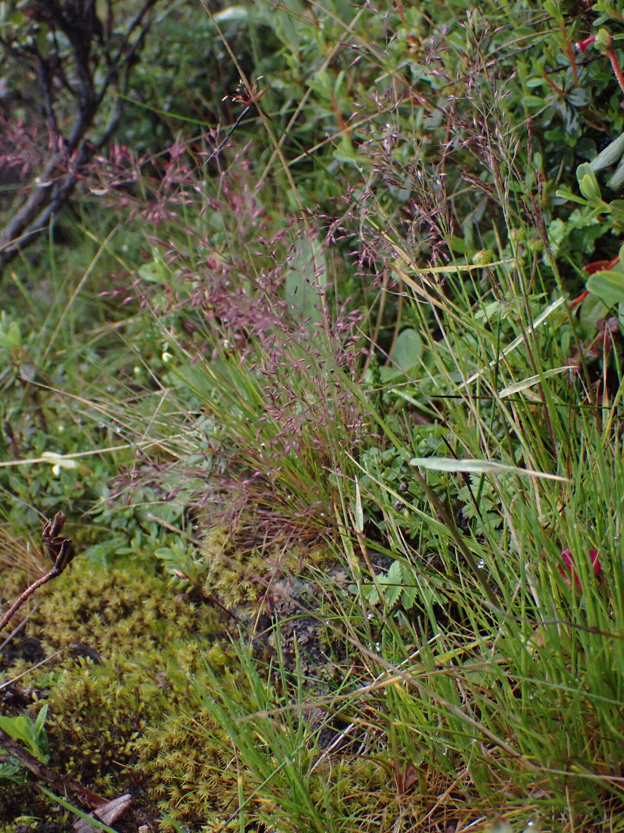 Agrostis pilosula habit