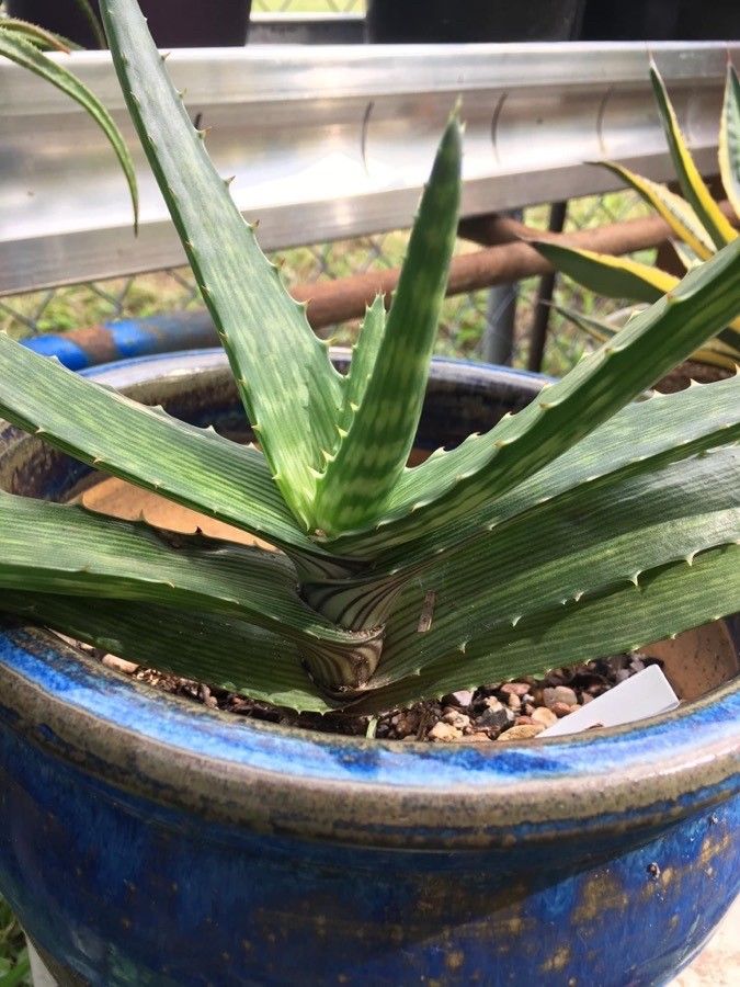 Aloe mudenensis leaf