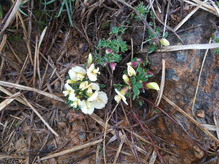 Cytisus polytrichus flower