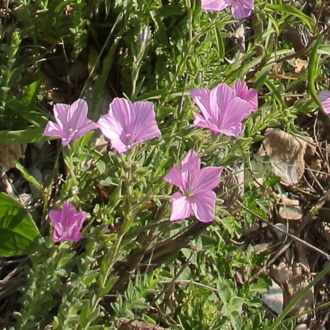 Linum viscosum flower