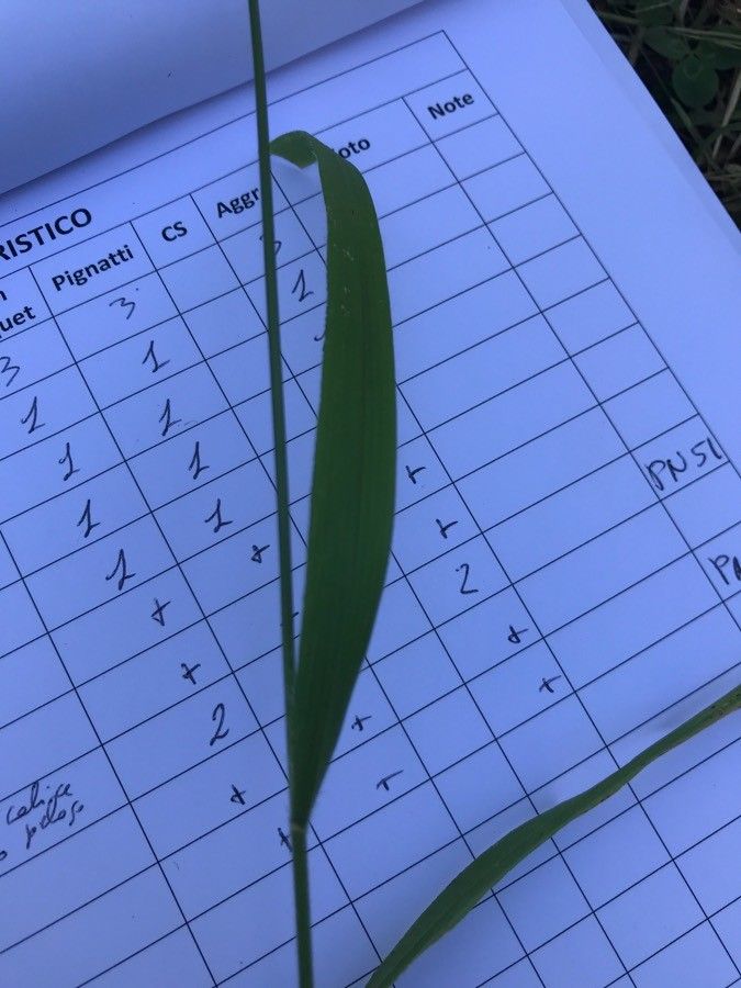 Brachypodium rupestre leaf