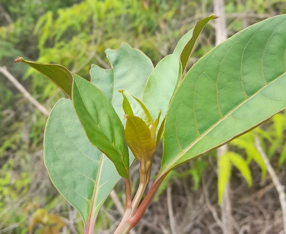 Phytolacca rivinoides — maintenance medium houseplant