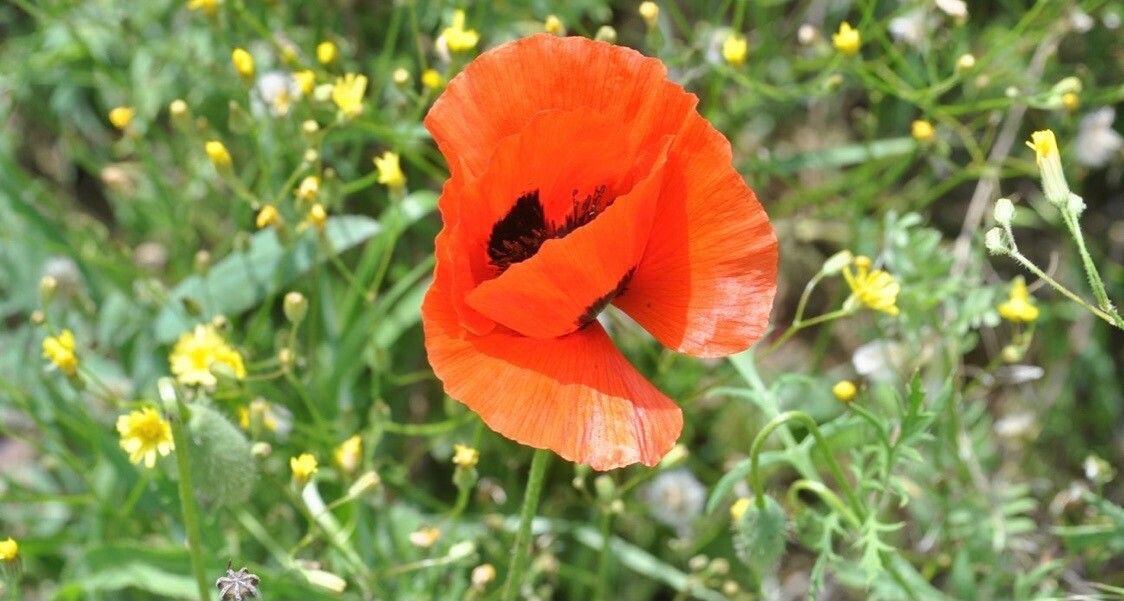 Papaver macrostomum — search result for 'Papaver'